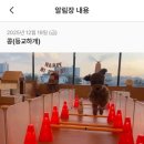 등교하개 이미지