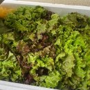 금수농장 이미지