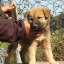 하룻 강아지 이미지