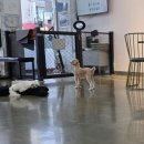 더왈츠앤조이피아 이미지