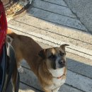 빠세꼼뽀제 | [영흥도 펜션] 애견동반 펜션이지만 강아지랑 가는건 비추 숙소, 빠쎄꼼뽀제