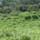 강정동-49 이미지