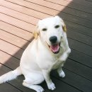 매일행복하개 이미지