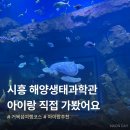 해양 | 시흥 거북섬 해양생태과학관 솔직 후기ㅣ입장료, 회차 예약, 수유실 정보