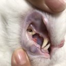 강고피시방 | 고양이 치아흡수병변과 싸워보자 -1 (치과 초진/캣&amp;덴탈 하이디동물병원 후기)