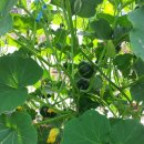 삼박농장 이미지