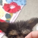 베리심플 이미지