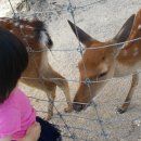 동산사슴목장 이미지