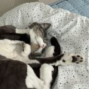 오묘화당 이미지