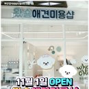 센텀애견샵 이미지