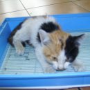 순풍동물병원 이미지