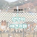 CHUBBY DOG | 강아지전용) 창원 북면 애견카페 '댕댕이' 후기