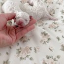 알곡켄넬 이미지