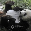 얼음보숭이