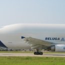 벨루가(Beluga) 티스토리