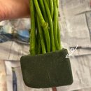 후리지아 | 스레드 유스풀몰 후리지아 생화 택배 후기, 향기로운 꽃선물로 추천!(택배배송)