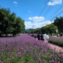 인제군농특산물전시판매장 주차장 | 2025 인제 가을꽃 축제 일정 및 꿀팁 총정리