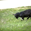 진안흑염소 농장 이미지