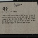 창성농장 | 눈 내리는 날.. 창경궁을 가다