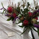 체리쉬독 이미지