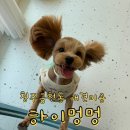 하이멍멍 이미지