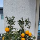 소서제주 7월2일 이미지