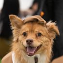 위드댕댕 이미지