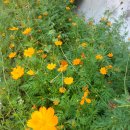 청룡초등학교 이미지