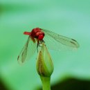 고추잠자리 이미지