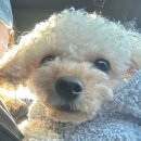 신엄새마을영농조합법인 | [영월] 쉼오지캠프 (숲)