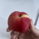 세븐일레븐남광로점 | 7월-1주차( #블랙망고수박 #그린보이즈이도점 #롯데마트오리불고기 #편편집제주점 #이호해수욕장 #신비...