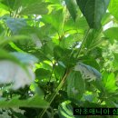 파란벌레