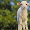 양한마리 이미지