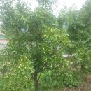 정자농장 이미지