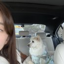 헤어앤리 | 수원 신동카페거리 반려견동반 사진관｜강아지와 프로필 촬영 가능한 딜리트앤리인스톨 후기