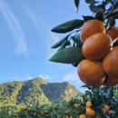 대광청과 이미지