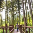 편백숲황토팬션 이미지