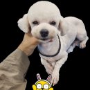 도그허니 이미지