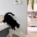 깔롱펫 | 묘르신 관절을 지켜줘! 12살 노령묘 계단과 클라이밍 보드 사용 후기