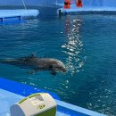 부산박물관문화체험관 | 울산 고래박물관 고래생태체험관 돌고래쇼 입장권 시간 후기