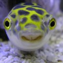 초록 복어 (Green Puffer Fish) 이미지