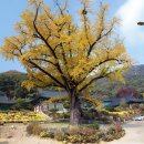 비중리 석조광배飛中里 石造光背 | 이천고을 고려 불상의 아름다움에 푹 빠지다...