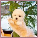 마마스미독 강아지분양 인천점 이미지