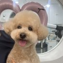 동글동글 애견미용실 이미지