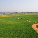 청보리 농장 이미지