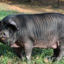 제주흑돼지 이미지