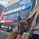 행복한 동물병원 | 대구24시바른동물의료센터｜4년째 다니는 12살 노령견 강아지심장초음파 건강검진 후기