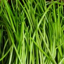 맛나는 꿀고구마순 (베니하루카)줄기5키 판매 이미지