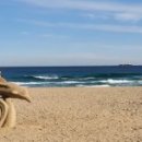 삼척해수욕장 이미지