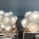 카페더테이블 이미지